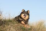 CHIEN FINNOIS DE LAPONIE 056
